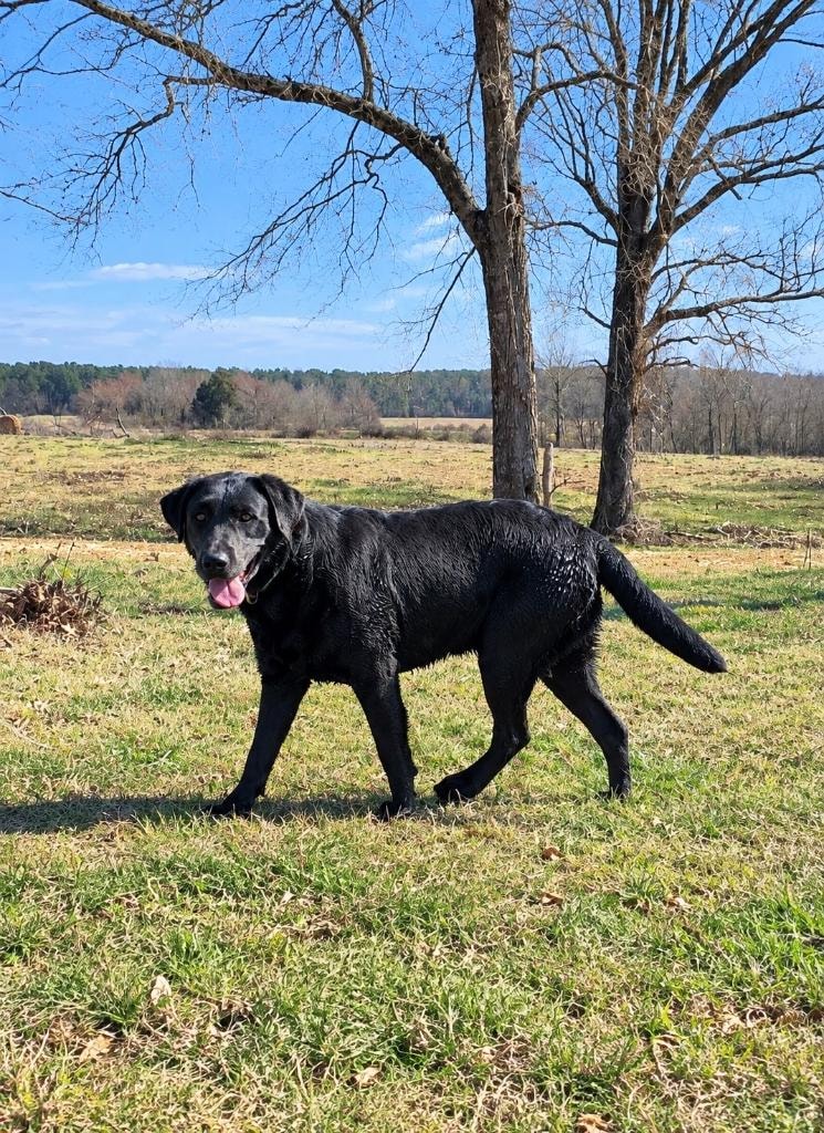 Delilah