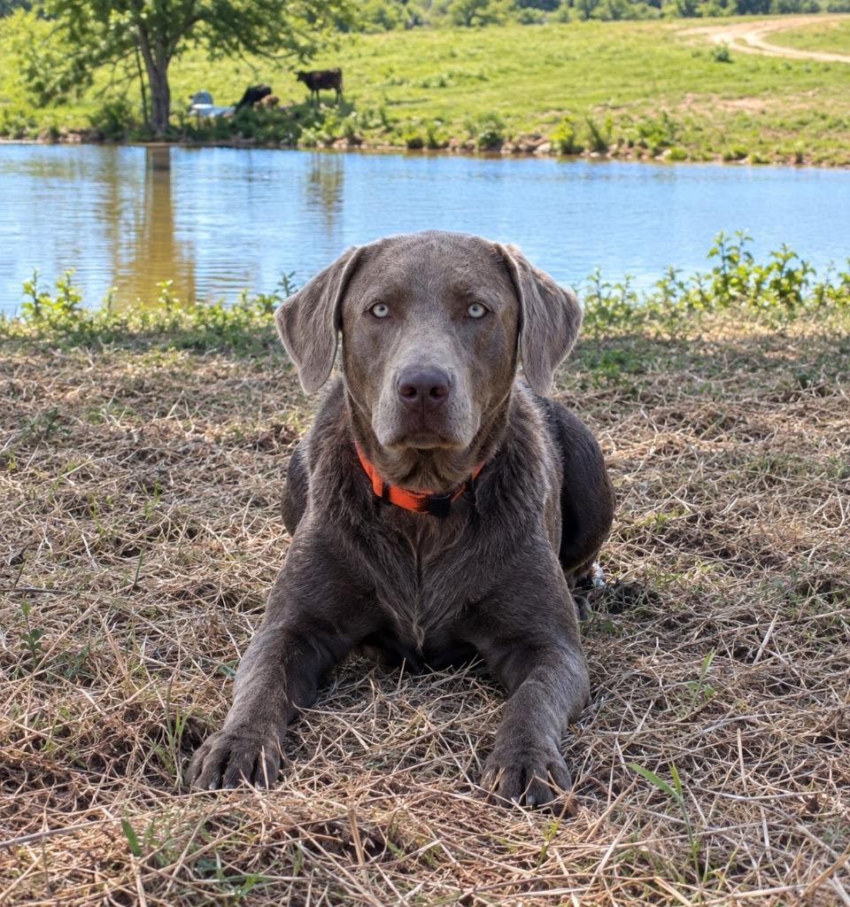 Delta