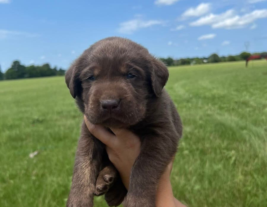 Black Labrador Retriever