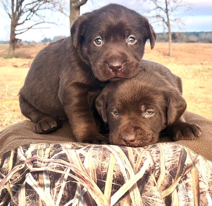 Charcoal Labrador Retriever