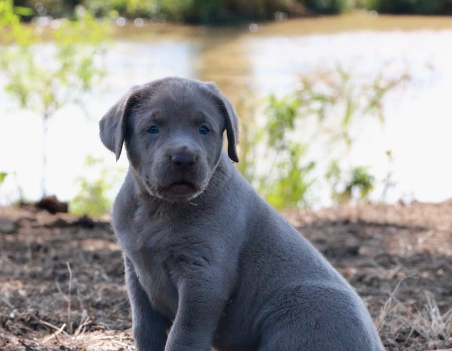 Silver Labrador Retriever