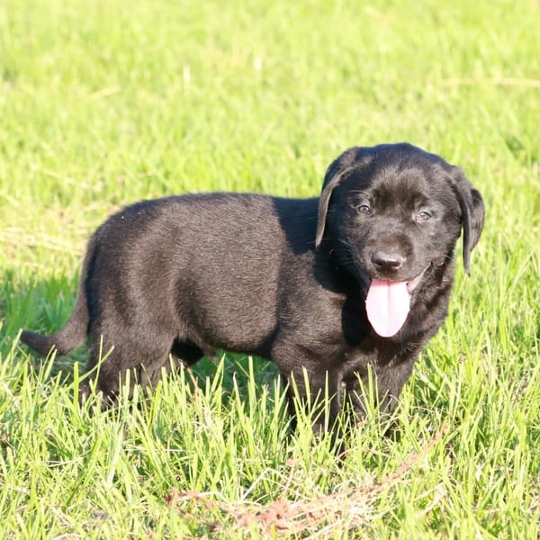 S Bar C Dog 2